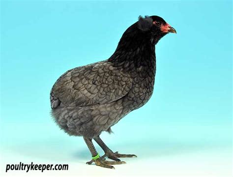 rumpless chickens|Introduction to the Araucana .
